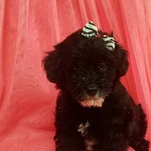 Meet your Posher, Anna